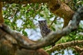 Owl in Africa. Verreaux`s Eagle Owl. Rare African owl in the nature habitat in Okawango delta, Moremi Botswana. Night bird with Royalty Free Stock Photo