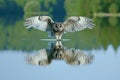 owl approaching over calm lake, reflection visible on water surface Royalty Free Stock Photo