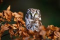 Owl in autumn. Boreal owl, Aegolius funereus, perched on beech branch in colorful forest. Typical small owl with big yellow eyes