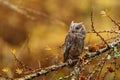 Owl in autumn. Scops Owl, Otus scops, perched on European larch branch in dark colorful autumn forest. Royalty Free Stock Photo