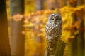 Owl in autumn. Ural owl, Strix uralensis, perched on mossy rotten stump in colorful beech forest. Beautiful grey owl in forest