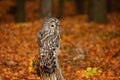 Owl in autumn. Ural owl, Strix uralensis, perched on mossy rotten stump in colorful beech forest. Beautiful grey owl in orange