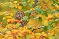 Owl, autumn wildlife. Orange leaves with bird. Tawny owl hidden in the fall wood, sitting on tree trunk in forest habitat, Germany