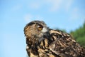 Owl in Avifauna Royalty Free Stock Photo