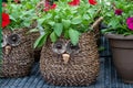 Cute owl baskets with petunias