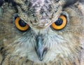 Owl be watching you Royalty Free Stock Photo
