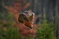 owl behaviour, Bird in fly. Eurasian habitat in background, orange autumn trees. Wildlife scene from nature forest, Russia. Royalty Free Stock Photo