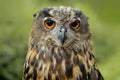 Orange eyes wild owl Royalty Free Stock Photo