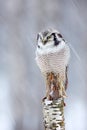 Owl on birch stick, snowfall in forest, Finland. Hawk Owl sitting on the branch during winter with snow flake. Winter scene with b Royalty Free Stock Photo