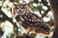 Portrait of a Great Horned Owl (Bubo bubo)