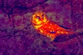 Owl bird close-up in thermal imager