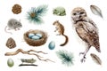 Owl bird forest set. Natural woodland elements watercolor illustration. Owl, chipmunk, mouse, toad, nest, feather Royalty Free Stock Photo