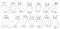 Owl bird outline vector set illustration of icon. .Vector set icon of animal owl. Isolated outline collection Royalty Free Stock Photo