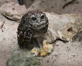 Owl bird Photos. Blind Owl. Owl Florida Burrowing Owl blind owl with food on the ground close-up profile view