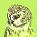 Owl bird portrait closeup. Hand drawn sketch with ballpen and colored pencils on paper texture. Isolated on green. Bitmap