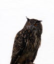 Owl bird of prey Royalty Free Stock Photo