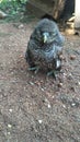 Owl bird  in the sick situation , Royalty Free Stock Photo
