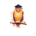 Owl bird sitting on branch with paper scroll, back to school digital art illustration. Beginning of studying year. Hand drawn wise