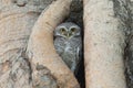 Owl bird in tree hollow Royalty Free Stock Photo