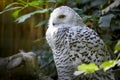 Owl bird wildlife animal , eye Royalty Free Stock Photo