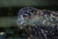 Owl bird wildlife animal , eye Royalty Free Stock Photo