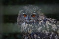 Owl bird wildlife animal , eye Royalty Free Stock Photo