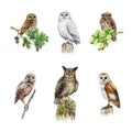 Owl birds watercolor illustration set. Various types of owls collection. Hand drawn barn, snowy, burrowing owl, pigmy