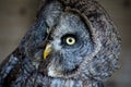 Owl 14 Royalty Free Stock Photo