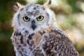 Owl on bokeh background