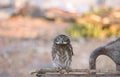 Owl on a branch