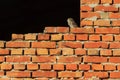 Owl on a brick wall Royalty Free Stock Photo