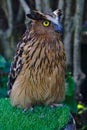 Owl in brown and black color standing on green grass Royalty Free Stock Photo