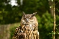 Owl during a flight in Scotland shows