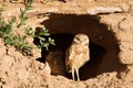 Owl At Burrow Entrance Royalty Free Stock Photo