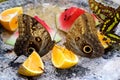 Owl butterflies eating fruit