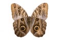 Owl butterfly Royalty Free Stock Photo