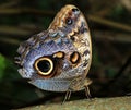 Owl butterfly Royalty Free Stock Photo