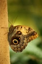 Owl butterfly Royalty Free Stock Photo