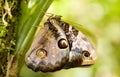 Owl butterfly Royalty Free Stock Photo