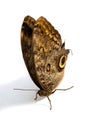 Owl Butterfly Royalty Free Stock Photo
