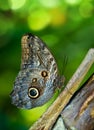 Owl butterfly