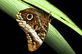 Owl Butterfly Royalty Free Stock Photo