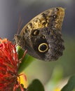Owl Butterfly Royalty Free Stock Photo