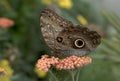 The Owl Butterfly Royalty Free Stock Photo