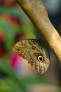 Owl Butterfly Royalty Free Stock Photo