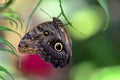 Owl butterfly (Caligo) Royalty Free Stock Photo