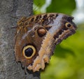 Owl butterfly Caligo Atreus Royalty Free Stock Photo