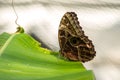 Owl butterfly ,caligo eurilochus. beautiful brown butterfly Royalty Free Stock Photo