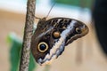 Owl butterfly ,caligo eurilochus. beautiful brown butterfly Royalty Free Stock Photo