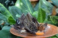 An owl butterfly - Caligo feeding fruits from the plate Royalty Free Stock Photo